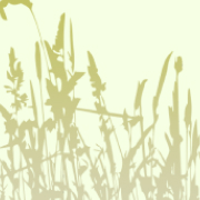 Травяная сауна